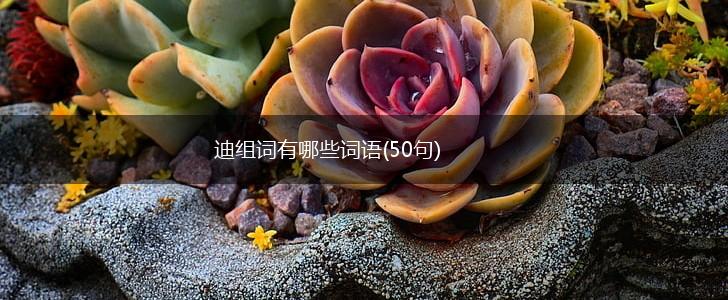 迪组词有哪些词语(50句),第1张