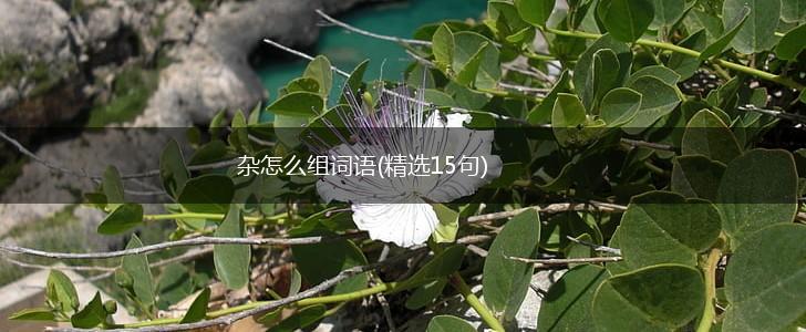杂怎么组词语(精选15句),第1张