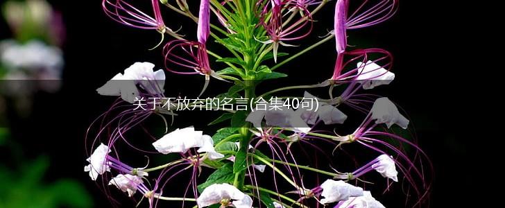 关于不放弃的名言(合集40句),第1张