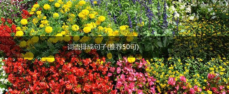 词语排成句子(推荐50句),第1张