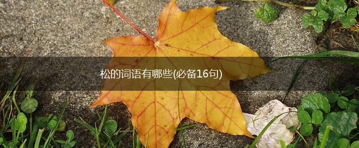 松的词语有哪些(必备16句),第1张