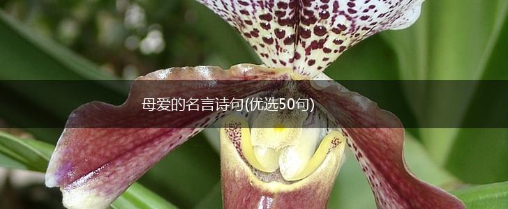 母爱的名言诗句(优选50句),第1张