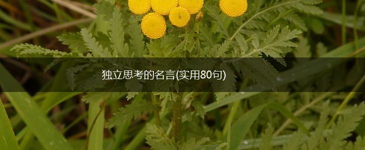 独立思考的名言(实用80句),第1张