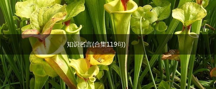 知识名言(合集119句),第1张