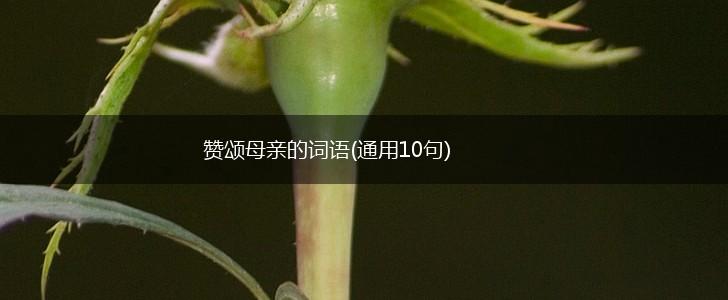 赞颂母亲的词语(通用10句),第1张