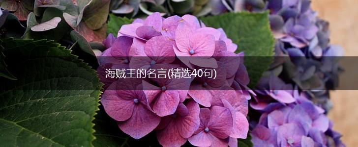 海贼王的名言(精选40句),第1张