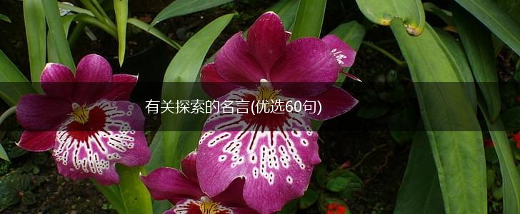 有关探索的名言(优选60句),第1张 有关探索的名言(优选60句),第1张