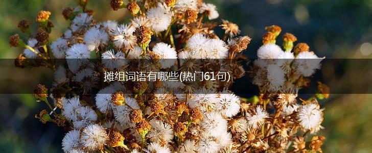 摊组词语有哪些(热门61句),第1张