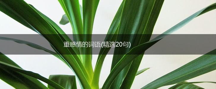 重感情的词语(精选20句),第1张