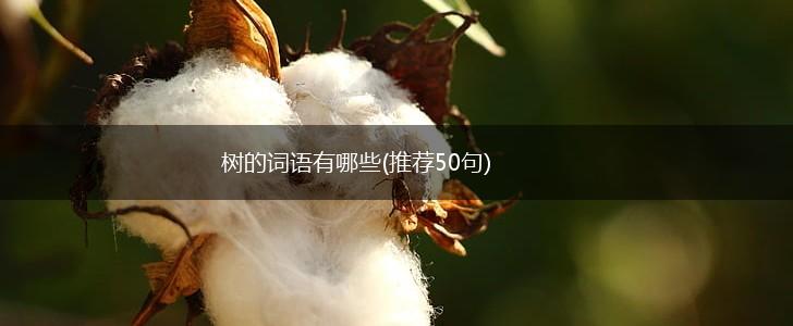 树的词语有哪些(推荐50句),第1张