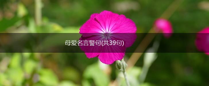 母爱名言警句(共39句),第1张