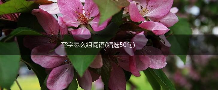 至字怎么组词语(精选50句),第1张 至字怎么组词语(精选50句),第1张