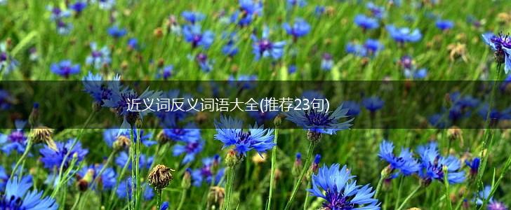 近义词反义词语大全(推荐23句),第1张
