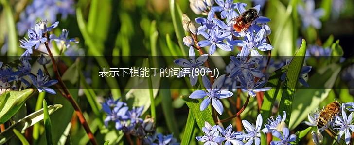 表示下棋能手的词语(80句),第1张