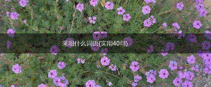采组什么词语(实用40句),第1张