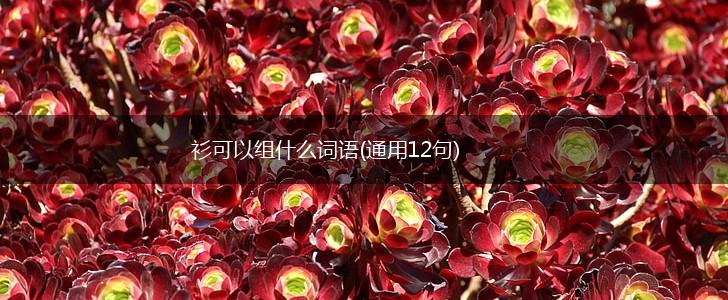 衫可以组什么词语(通用12句),第1张