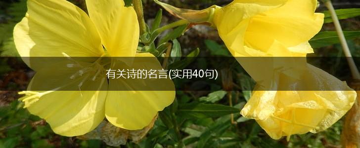 有关诗的名言(实用40句),第1张 有关诗的名言(实用40句),第1张