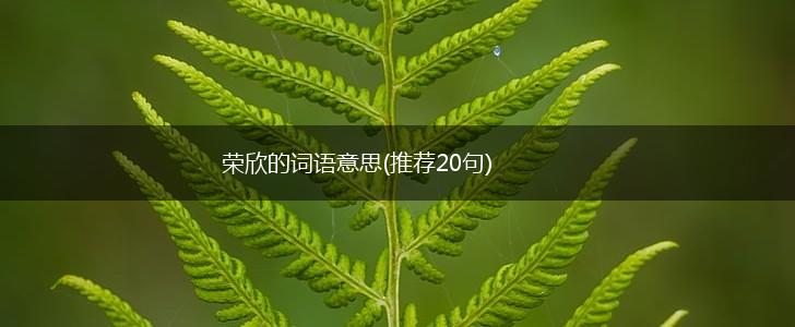 荣欣的词语意思(推荐20句),第1张
