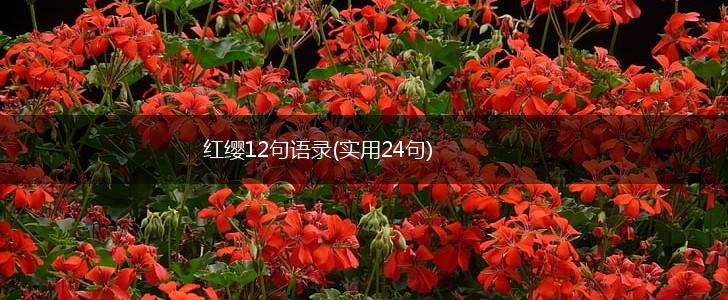 红缨12句语录(实用24句),第1张