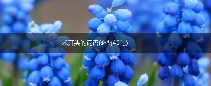 术开头的词语(必备40句),第1张