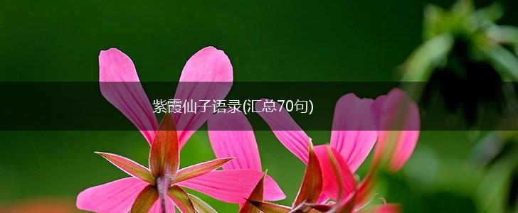 紫霞仙子语录(汇总70句),第1张
