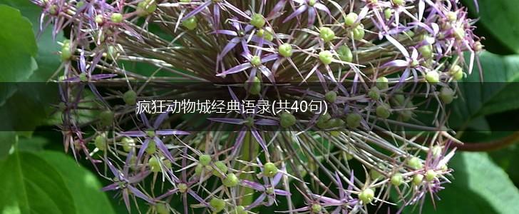 疯狂动物城经典语录(共40句),第1张