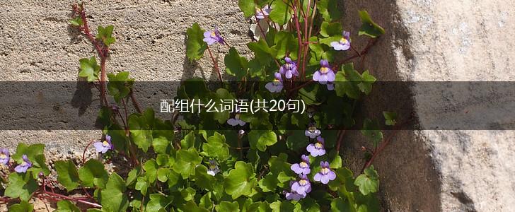 配组什么词语(共20句),第1张
