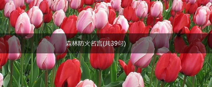 森林防火名言(共39句),第1张