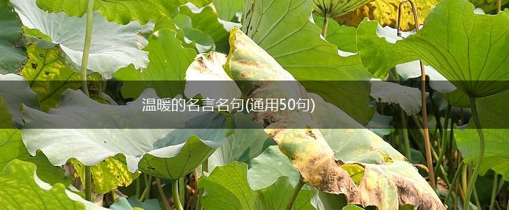 温暖的名言名句(通用50句),第1张 温暖的名言名句(通用50句),第1张