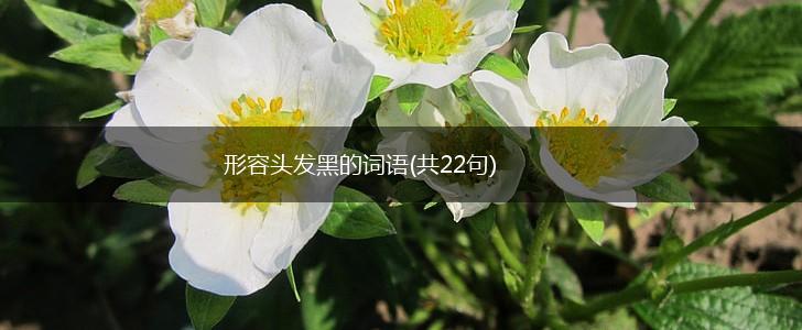 形容头发黑的词语(共22句),第1张