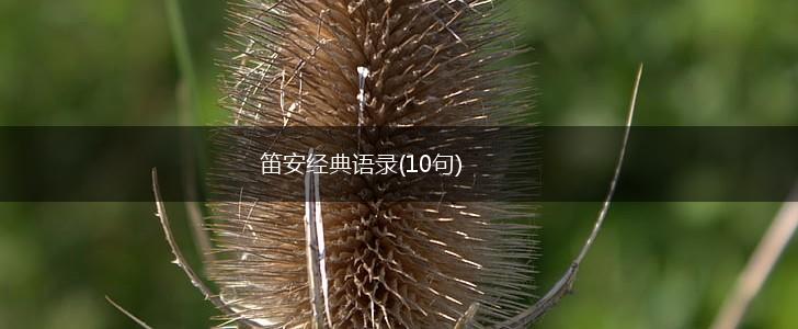 笛安经典语录(10句),第1张