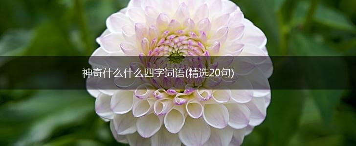 神奇什么什么四字词语(精选20句),第1张