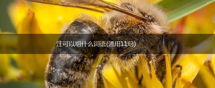 注可以组什么词语(通用11句),第1张