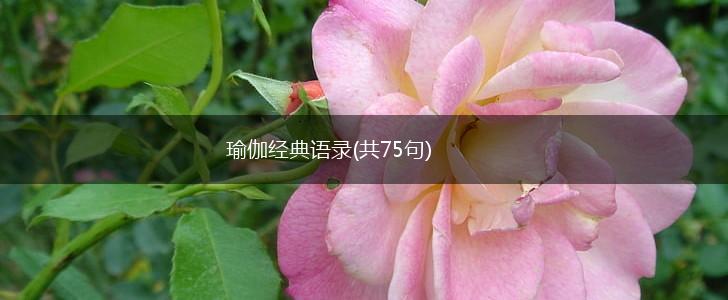 瑜伽经典语录(共75句),第1张