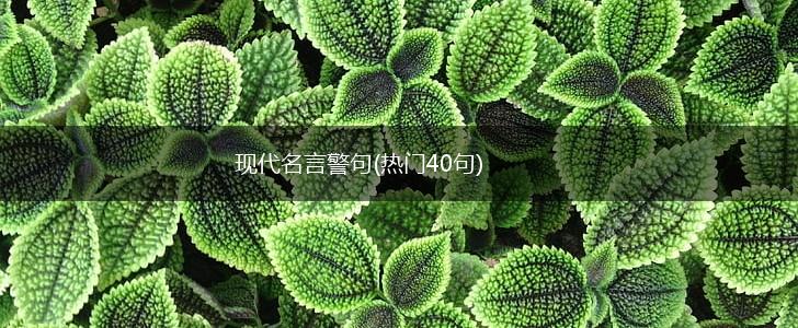 现代名言警句(热门40句),第1张