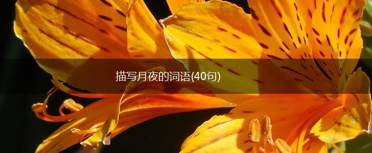描写月夜的词语(40句),第1张 描写月夜的词语(40句),第1张