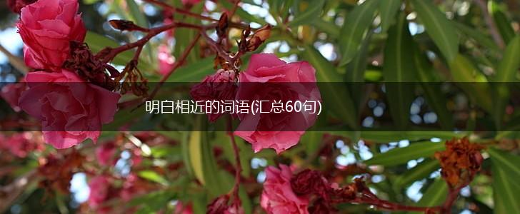 明白相近的词语(汇总60句),第1张