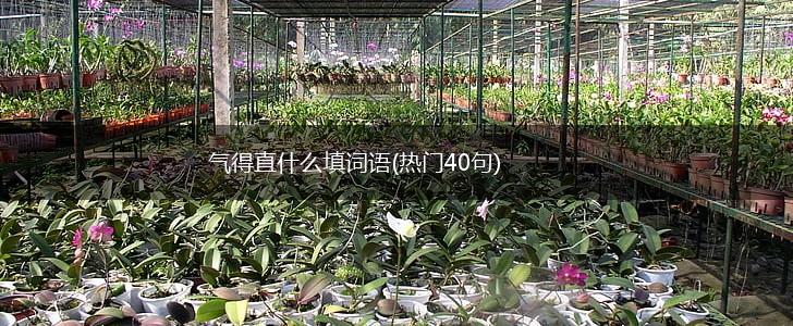 气得直什么填词语(热门40句),第1张