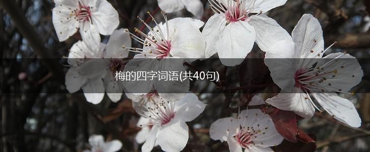 梅的四字词语(共40句),第1张