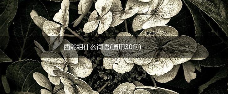 西能组什么词语(通用30句),第1张