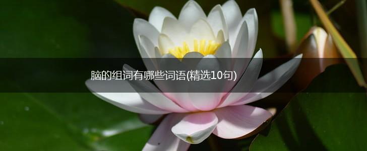 脑的组词有哪些词语(精选10句),第1张 脑的组词有哪些词语(精选10句),第1张
