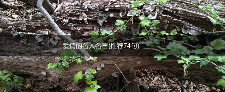 爱情的名人名言(推荐74句),第1张