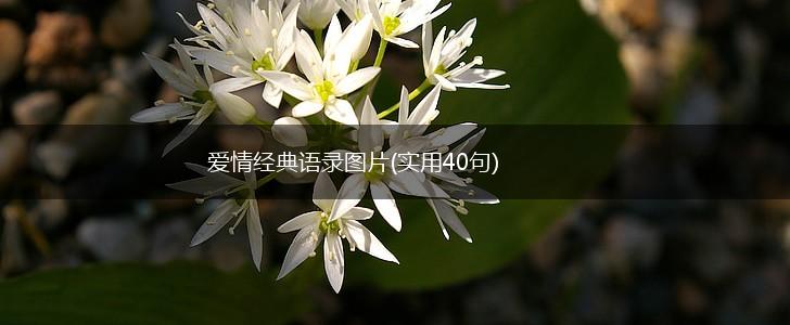 爱情经典语录图片(实用40句),第1张