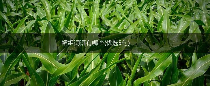 裙组词语有哪些(优选5句),第1张