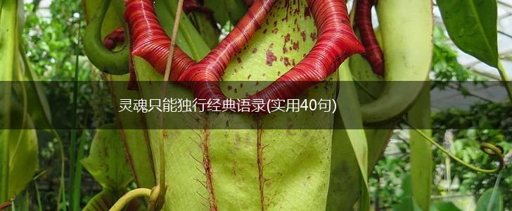 灵魂只能独行经典语录(实用40句),第1张