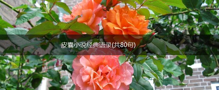 皮囊小说经典语录(共80句),第1张