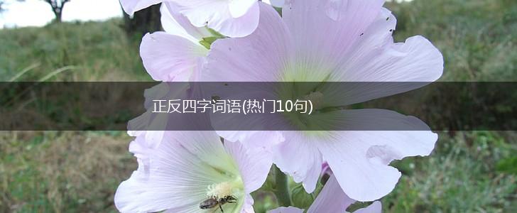 正反四字词语(热门10句),第1张
