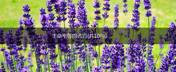 生命平等的名言(共10句),第1张