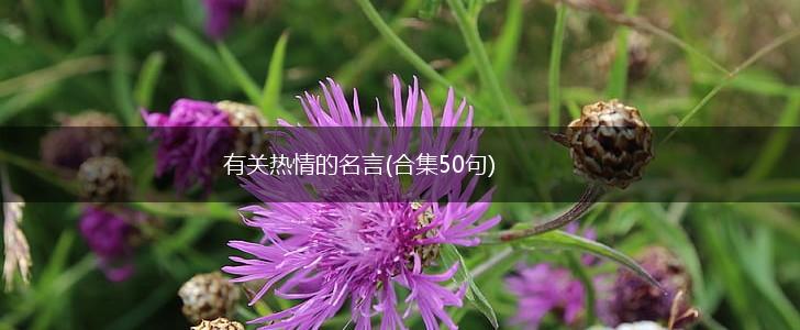 有关热情的名言(合集50句),第1张