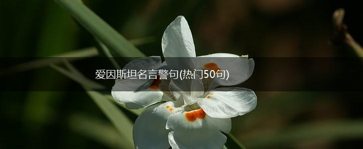 爱因斯坦名言警句(热门50句),第1张